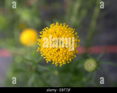 Yellow edging daisy (Chrysocoma coma-aurea, Chrysocoma comaaurea), flower Stock Photo