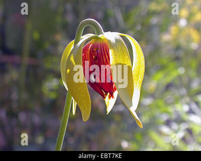 California pitcher plant, Cobra Lily Plant (Darlingtonia californica), flower Stock Photo