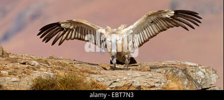 Cape vulture (Gyps coprotheres), landing, South Africa, Kwazulu-Natal, Giants Castle Stock Photo