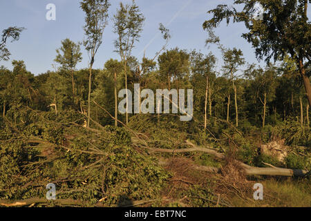 overturned trees in a forest after storm Ela, Germany, North Rhine-Westphalia, Ruhr Area, Castrop-Rauxel Stock Photo