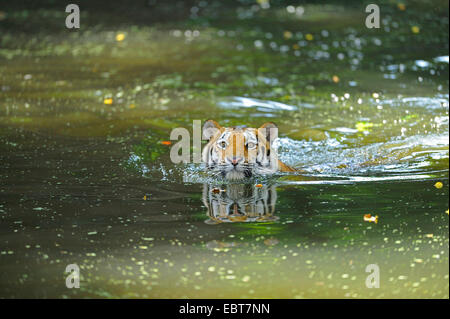 Siberian tiger, Amurian tiger (Panthera tigris altaica), swimming in a pond Stock Photo