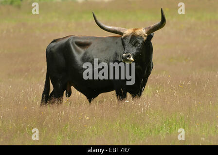aurochs (domestic cattle) (Bos taurus, Bos primigenius), bull standing in meadow, Germany Stock Photo