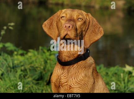 Hungarian Short-haired Pointing Dog, Magyar Vizsla (Canis lupus f. familiaris), portrait Stock Photo