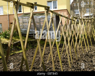 common bean (Phaseolus vulgaris), growth support for garden beans in a house garden, Germany Stock Photo