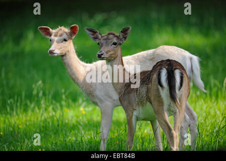 fallow deer (Dama dama, Cervus dama), two hinds, pale and normal colour variant standing together in a meadow, Germany Stock Photo