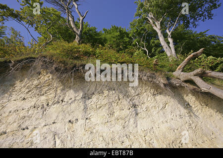 chalk cliff, dead wood and beech forest, Germany, Jasmund Nationalpark, Ruegen Stock Photo