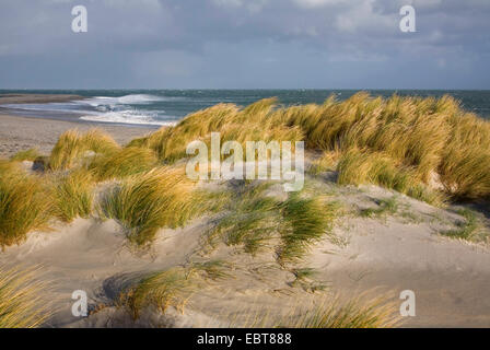 beach grass, European beachgrass, marram grass, psamma, sea sand-reed (Ammophila arenaria), on dunes in storm, Denmark, Juetland Stock Photo