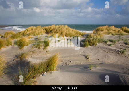 beach grass, European beachgrass, marram grass, psamma, sea sand-reed (Ammophila arenaria), on dunes in storm, Denmark, Juetland Stock Photo