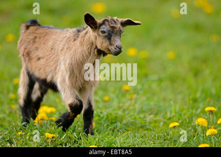 domestic goat (Capra hircus, Capra aegagrus f. hircus), goatling in a dandelion meadow, Germany, Bavaria