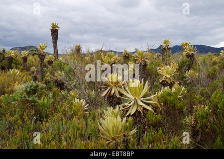 Espeletia (Espeletia spec.), Espeletias in Purace National Park, Colombia, Purace National Park Stock Photo