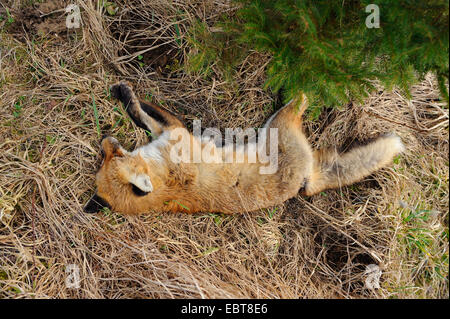 red fox (Vulpes vulpes), dead red fox lying in grass, Germany, Bavaria, Upper Palatinate