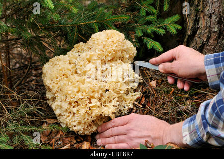wood cauliflower, cauliflower mushroom (Sparassis crispa), being harvested from the forest ground, Germany