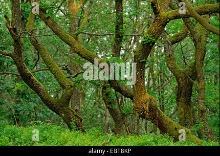 oak (Quercus spec.), coppice with oaks, Germany, North Rhine-Westphalia, Sauerland, Sundern Stock Photo