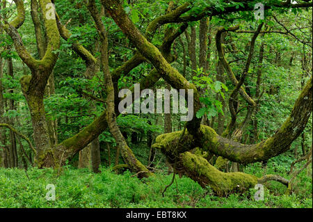 oak (Quercus spec.), coppice with mossy oaks, Germany, North Rhine-Westphalia, Sauerland, Sundern Stock Photo