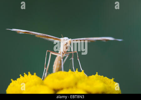 Breckland Plume (Oxyptilus distans), sitting on a Tansy, Germany, Schleswig-Holstein Stock Photo