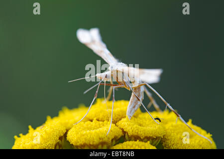 Breckland Plume (Oxyptilus distans), sitting on a Tansy, Germany, Schleswig-Holstein Stock Photo