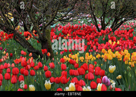 common garden tulip (Tulipa gesneriana), in great number and different colours in a flower bed in a park, Germany Stock Photo