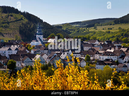 Scotch broom (Cytisus scoparius, Sarothamnus scoparius), panoramic view at the little town at the Rothaargebirge with blooming Scotch broom in the foreground, Germany, North Rhine-Westphalia, Sauerland, Hallenberg Stock Photo