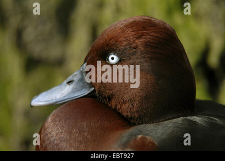 ferruginous duck (Aythya nyroca), portrait of a male, Germany Stock Photo