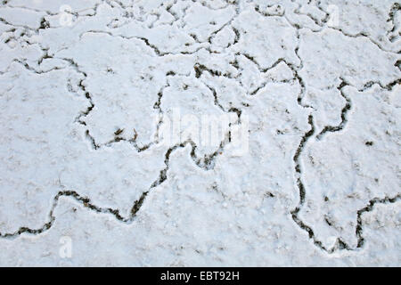 mouse tracks in the snow, Germany Stock Photo