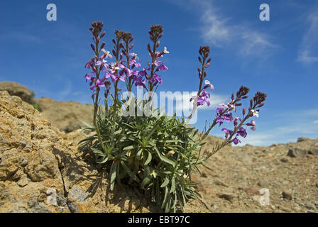 Erysimum albescens (Erysimum albescens), blooming, Canary Islands, Gran Canaria Stock Photo