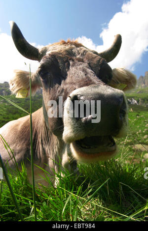 domestic cattle (Bos primigenius f. taurus), cow on a pasture, Austria Stock Photo