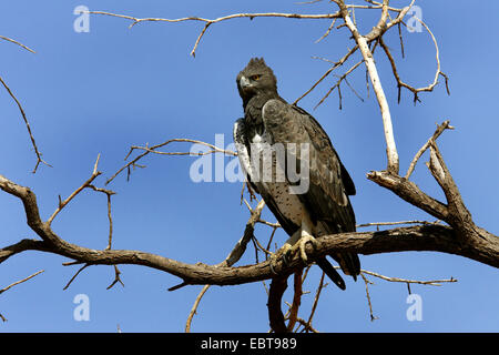 martial eagle (Polemaetus bellicosus, Hieraaetus bellicosus), sitting on a branch, Kenya, Samburu National Reserve Stock Photo