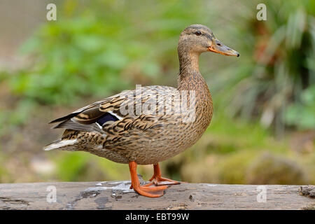 mallard (Anas platyrhynchos), female on a tree trunk, Germany Stock Photo