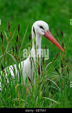 white stork (Ciconia ciconia), standing in high grass among carex looking for food, Germany Stock Photo