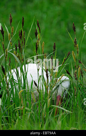 white stork (Ciconia ciconia), looking for food in high grass among carex, Germany Stock Photo