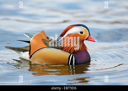 mandarin duck (Aix galericulata), male swimming, Germany Stock Photo