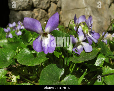 Jaubert's violet, Mallorcan violet, Majorcan violet (Viola jaubertiana), blooming, Spain, Balearen, Majorca Stock Photo