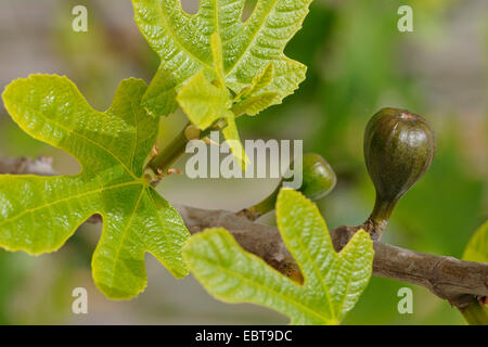 edible fig, common fig (Ficus carica), branch with fig, Spain, Balearen, Majorca Stock Photo
