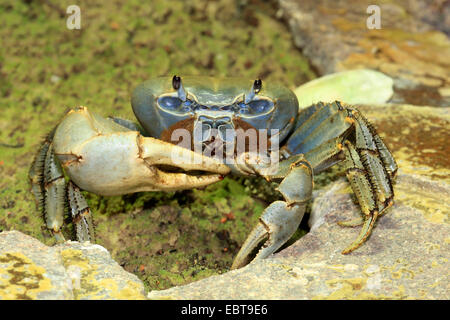 rainbow crab, West African rainbow crab (Cardisoma armatum), on the beach, Angola Stock Photo