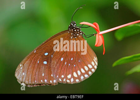 Common Indian Crow  (Euploea core), sitting on an orange flower Stock Photo