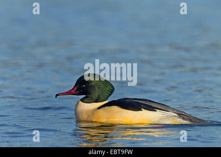 goosander (Mergus merganser), male swimming on a lake, Germany, Baden-Wuerttemberg Stock Photo