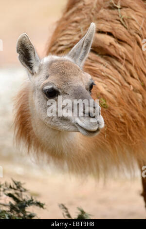 guanaco (Lama guanicoe), portrait Stock Photo