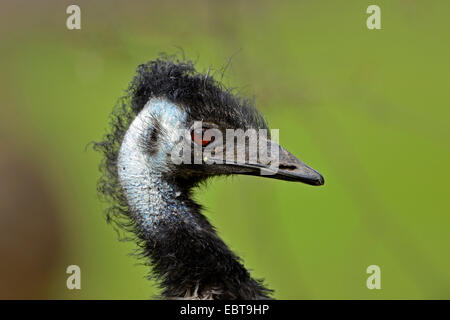 emu (Dromaius novaehollandiae), portrait Stock Photo