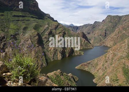 view from a mountain slope at the storage lake 'Presa del Parralillo', Canary Islands, Gran Canaria Stock Photo