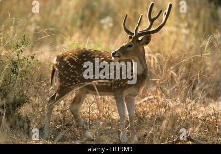 spotted deer, axis deer, chital (Axis axis, Cervus axis), bull, India Stock Photo