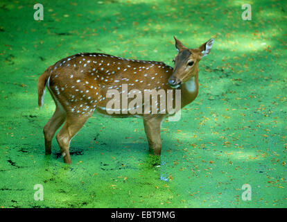 spotted deer, axis deer, chital (Axis axis, Cervus axis), female standing in shallow water covered with duckweed, India Stock Photo