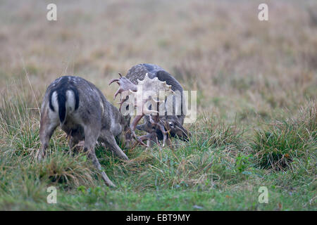 fallow deer (Dama dama, Cervus dama), two stags fighting, Denmark, Sjaelland Stock Photo