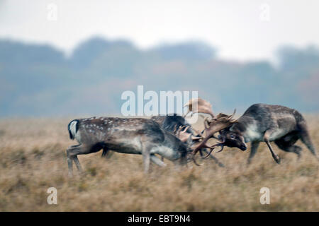 fallow deer (Dama dama, Cervus dama), three stags fighting, Denmark, Sjaelland Stock Photo
