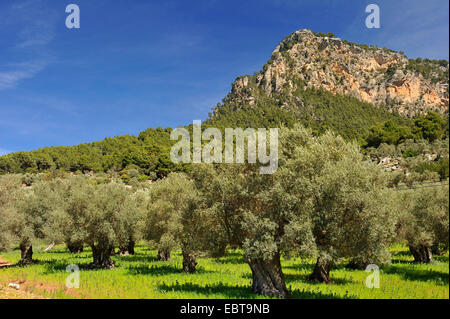 olive tree (Olea europaea ssp. sativa), oliev grove, Spain, Balearen, Majorca Stock Photo