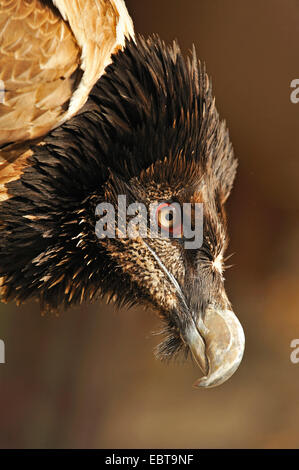 Lammergeier; Lammergeyer; Bearded Vulture (Gypaetus barbatus), portrait of a one year old bird, France Stock Photo