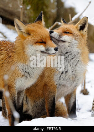 red fox (Vulpes vulpes), two foxes standing side by side in the snow caressing each other, Germany Stock Photo