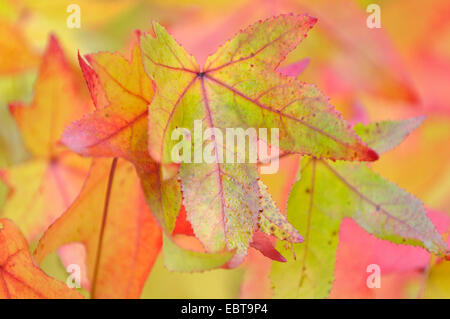 Satin Walnut, Sweet Gum, Red Gum (Liquidambar styraciflua), autumn laeves on a branch Stock Photo