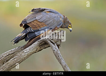 African harrier hawk (Polyboroides typus), sitting on a branch looking down, South Africa, Hluhluwe-Umfolozi National Park Stock Photo