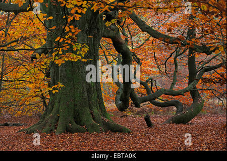 common beech (Fagus sylvatica), old beech in forest Sababurg in autumn, Germany, Hesse Stock Photo