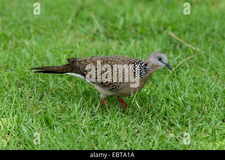 spotted-necked dove (Streptopelia chinensis), sitting in a meadow Stock Photo